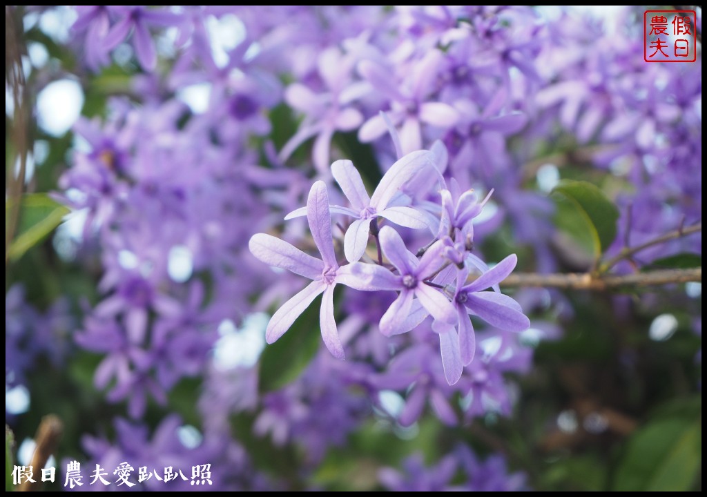 南投景點|中寮六七一茶花園全台最壯觀錫葉藤圍牆．紫色浪漫來襲 @假日農夫愛趴趴照