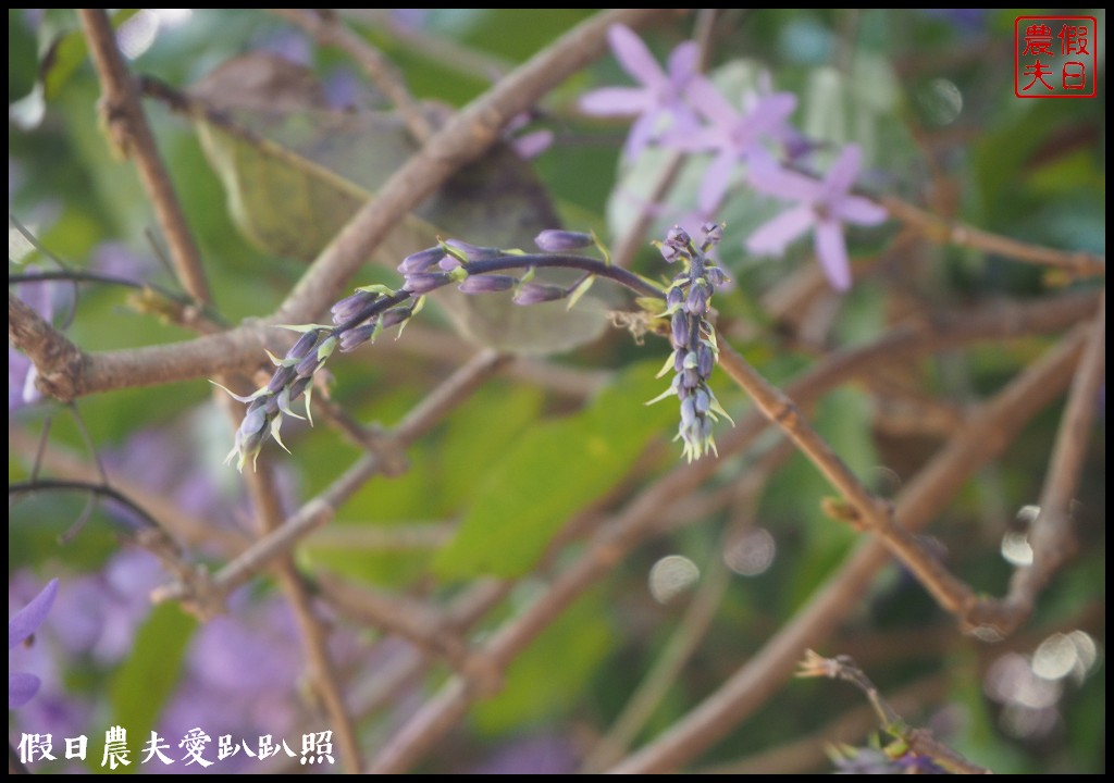 南投景點|中寮六七一茶花園全台最壯觀錫葉藤圍牆．紫色浪漫來襲 @假日農夫愛趴趴照