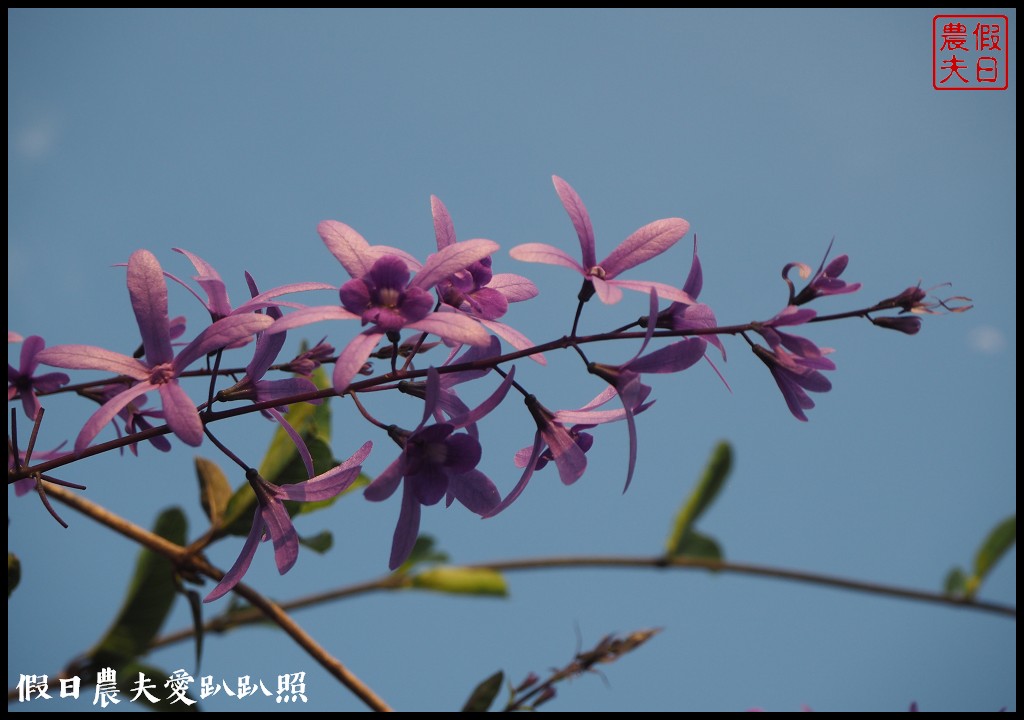 南投景點|中寮六七一茶花園全台最壯觀錫葉藤圍牆．紫色浪漫來襲 @假日農夫愛趴趴照