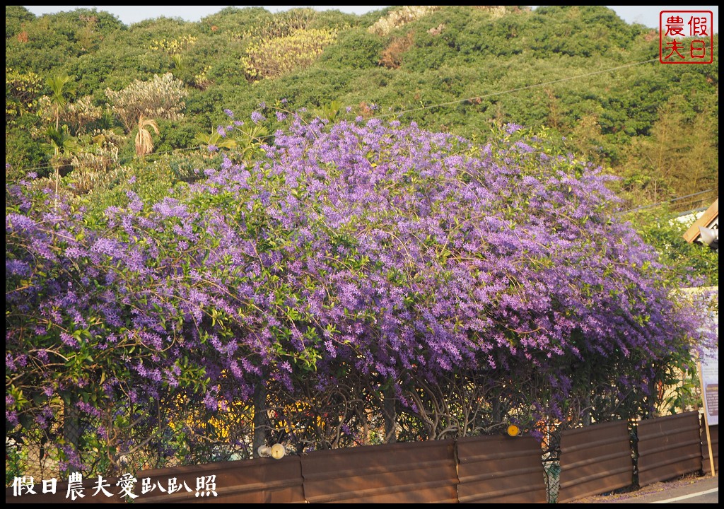 南投景點|中寮六七一茶花園全台最壯觀錫葉藤圍牆．紫色浪漫來襲 @假日農夫愛趴趴照