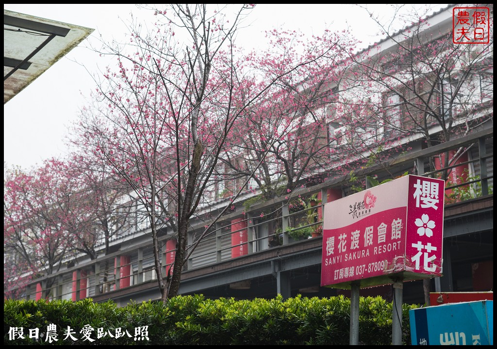 苗栗旅遊|三義櫻花渡假會館．美麗的櫻花盛開中/近三義木雕博物館/賞櫻秘境 @假日農夫愛趴趴照