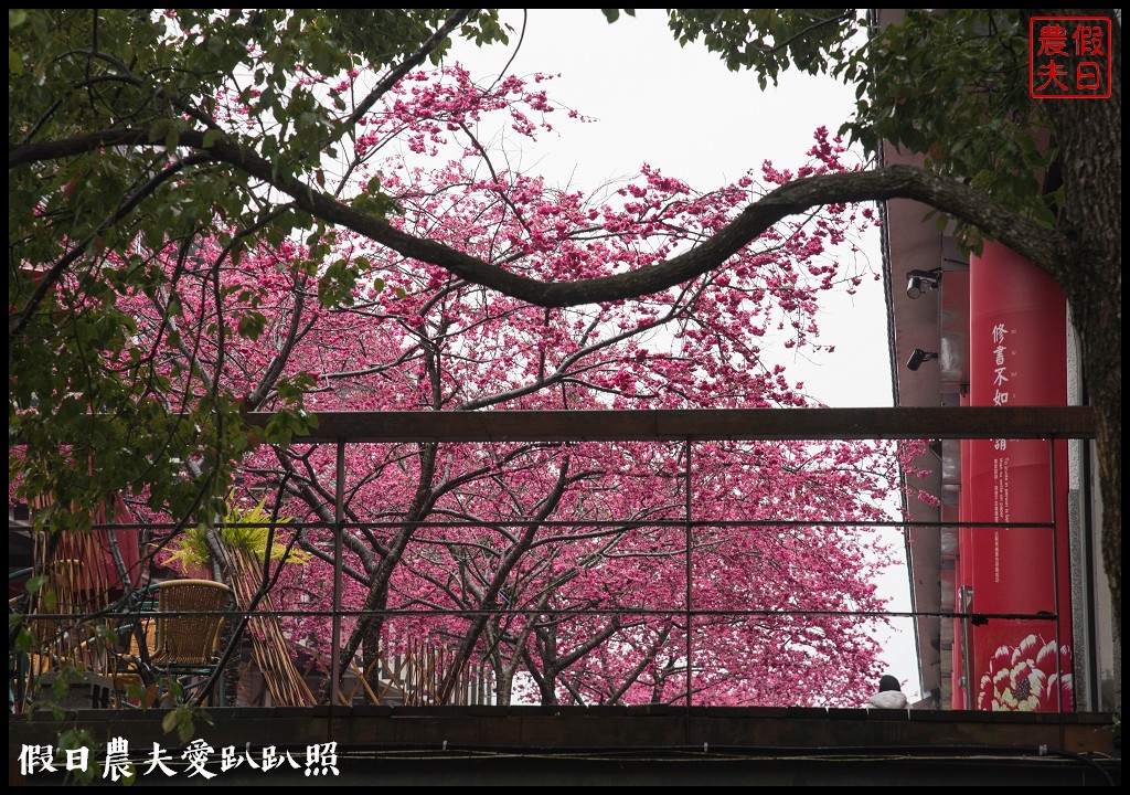 苗栗旅遊|三義櫻花渡假會館．美麗的櫻花盛開中/近三義木雕博物館/賞櫻秘境 @假日農夫愛趴趴照