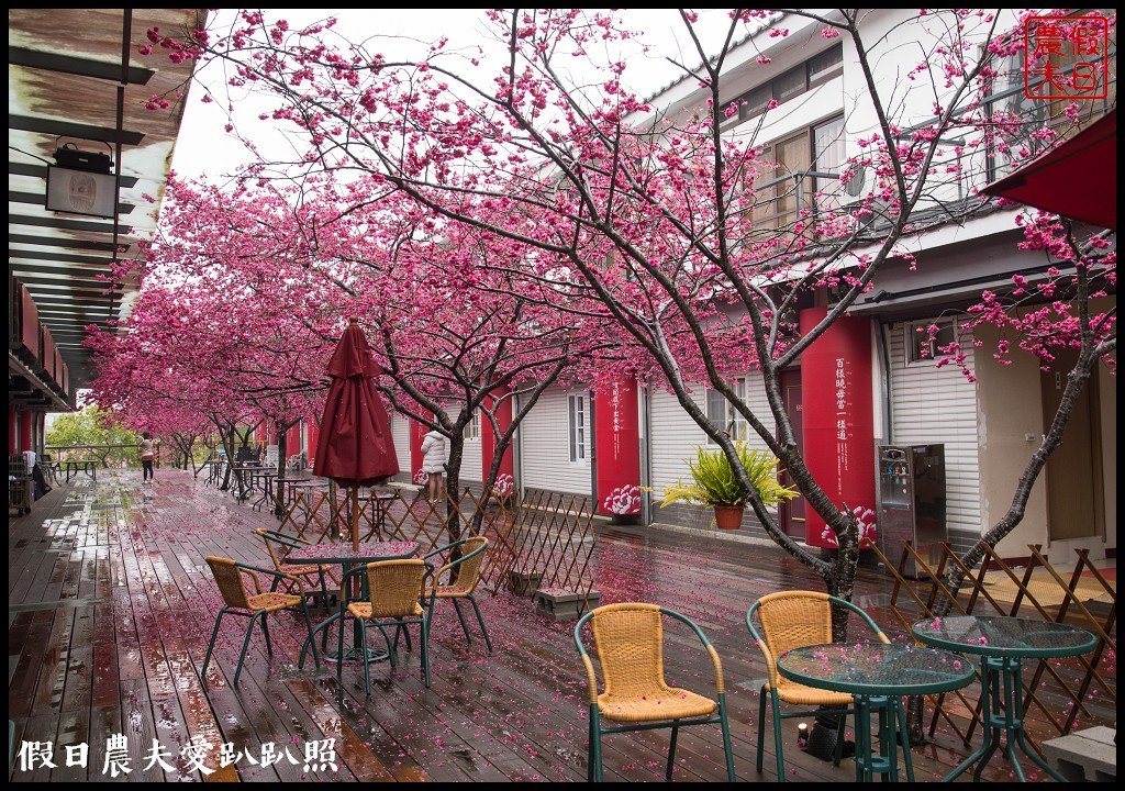 苗栗旅遊|三義櫻花渡假會館．美麗的櫻花盛開中/近三義木雕博物館/賞櫻秘境 @假日農夫愛趴趴照