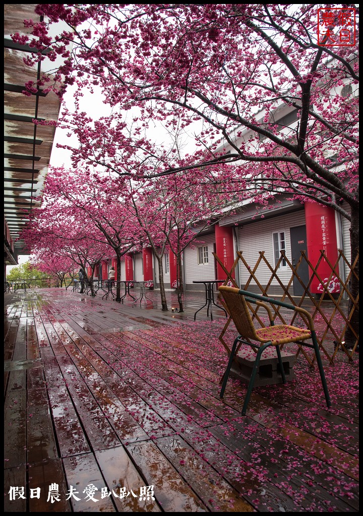 苗栗旅遊|三義櫻花渡假會館．美麗的櫻花盛開中/近三義木雕博物館/賞櫻秘境 @假日農夫愛趴趴照