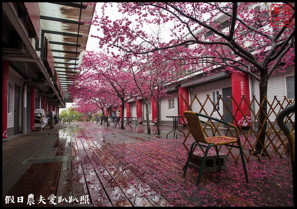 苗栗旅遊|三義櫻花渡假會館．美麗的櫻花盛開中/近三義木雕博物館/賞櫻秘境 @假日農夫愛趴趴照