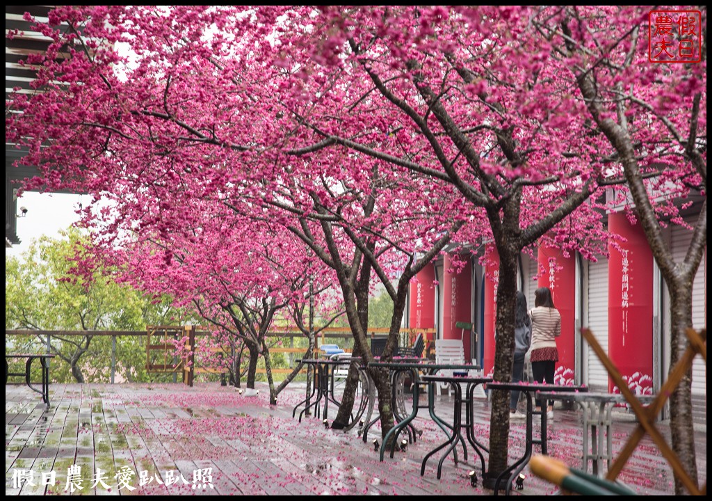 苗栗旅遊|三義櫻花渡假會館．美麗的櫻花盛開中/近三義木雕博物館/賞櫻秘境 @假日農夫愛趴趴照