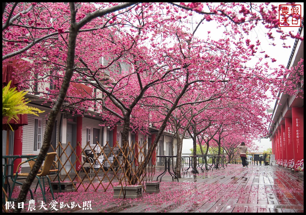 苗栗旅遊|三義櫻花渡假會館．美麗的櫻花盛開中/近三義木雕博物館/賞櫻秘境 @假日農夫愛趴趴照