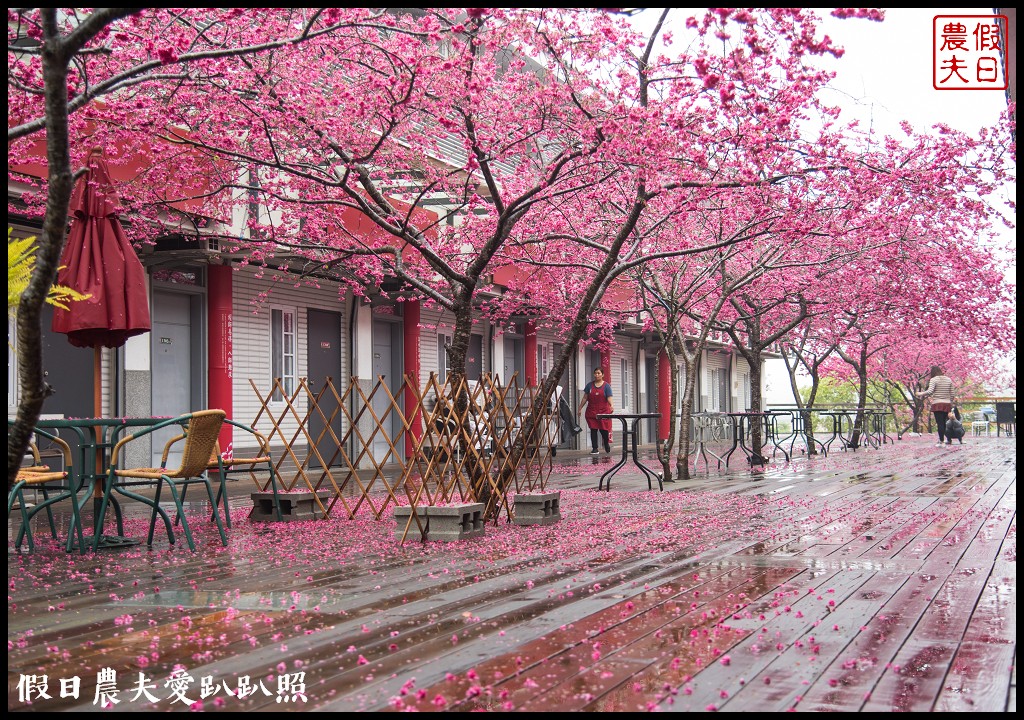 苗栗旅遊|三義櫻花渡假會館．美麗的櫻花盛開中/近三義木雕博物館/賞櫻秘境 @假日農夫愛趴趴照