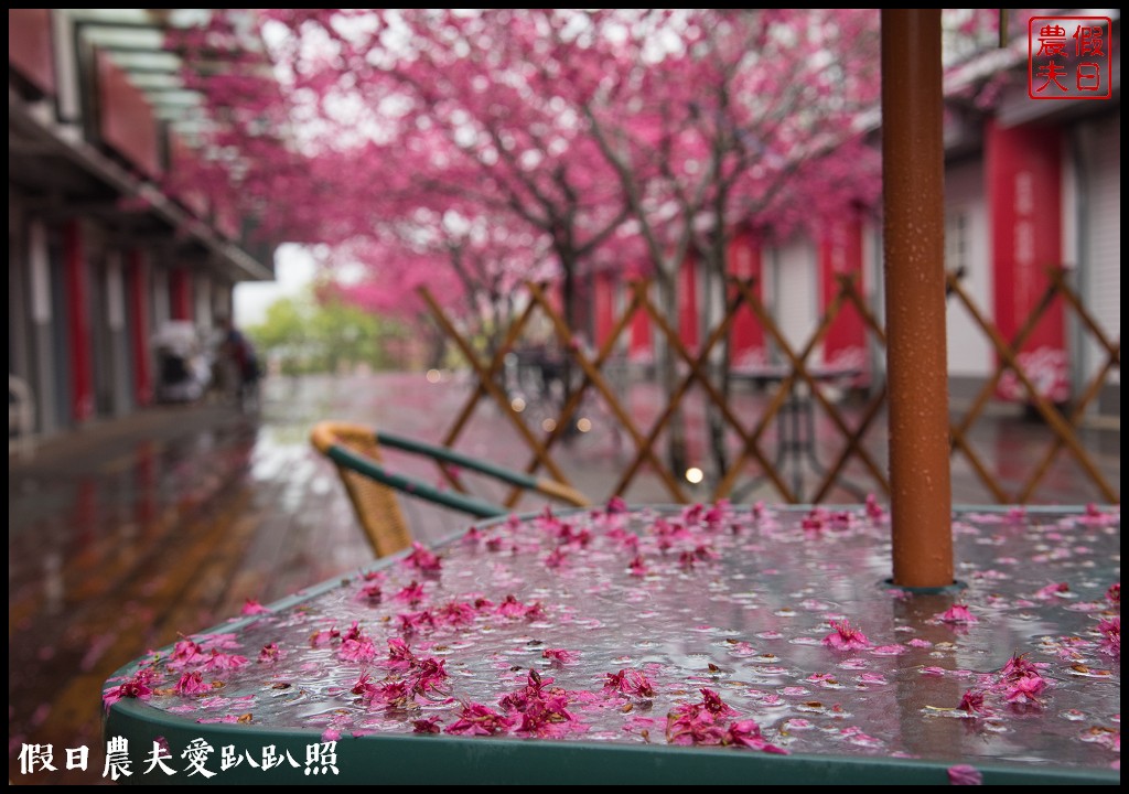 苗栗旅遊|三義櫻花渡假會館．美麗的櫻花盛開中/近三義木雕博物館/賞櫻秘境 @假日農夫愛趴趴照