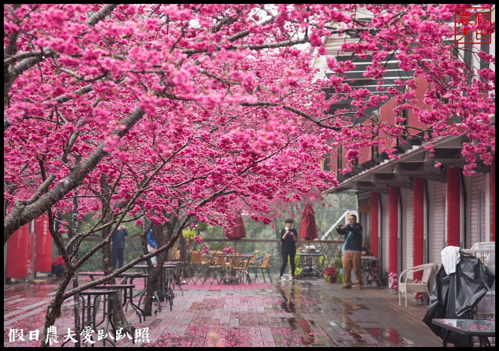 苗栗旅遊|三義櫻花渡假會館．美麗的櫻花盛開中/近三義木雕博物館/賞櫻秘境 @假日農夫愛趴趴照