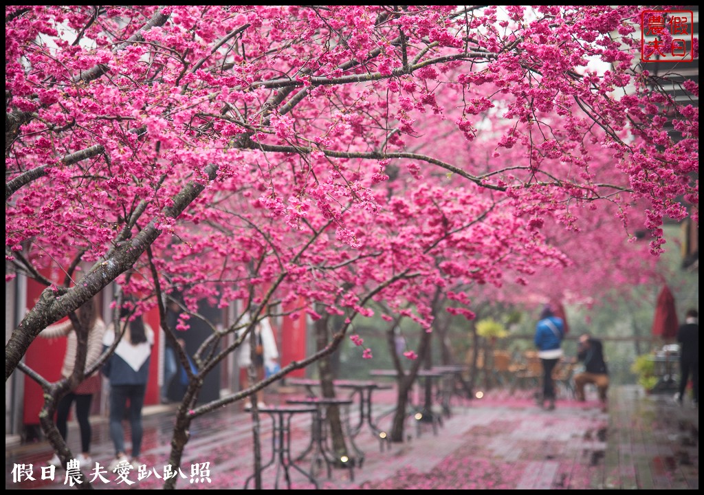 苗栗旅遊|三義櫻花渡假會館．美麗的櫻花盛開中/近三義木雕博物館/賞櫻秘境 @假日農夫愛趴趴照