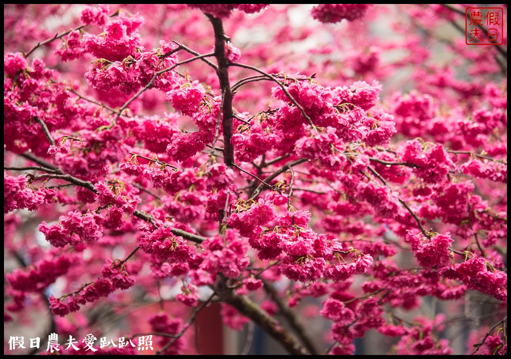 苗栗旅遊|三義櫻花渡假會館．美麗的櫻花盛開中/近三義木雕博物館/賞櫻秘境 @假日農夫愛趴趴照