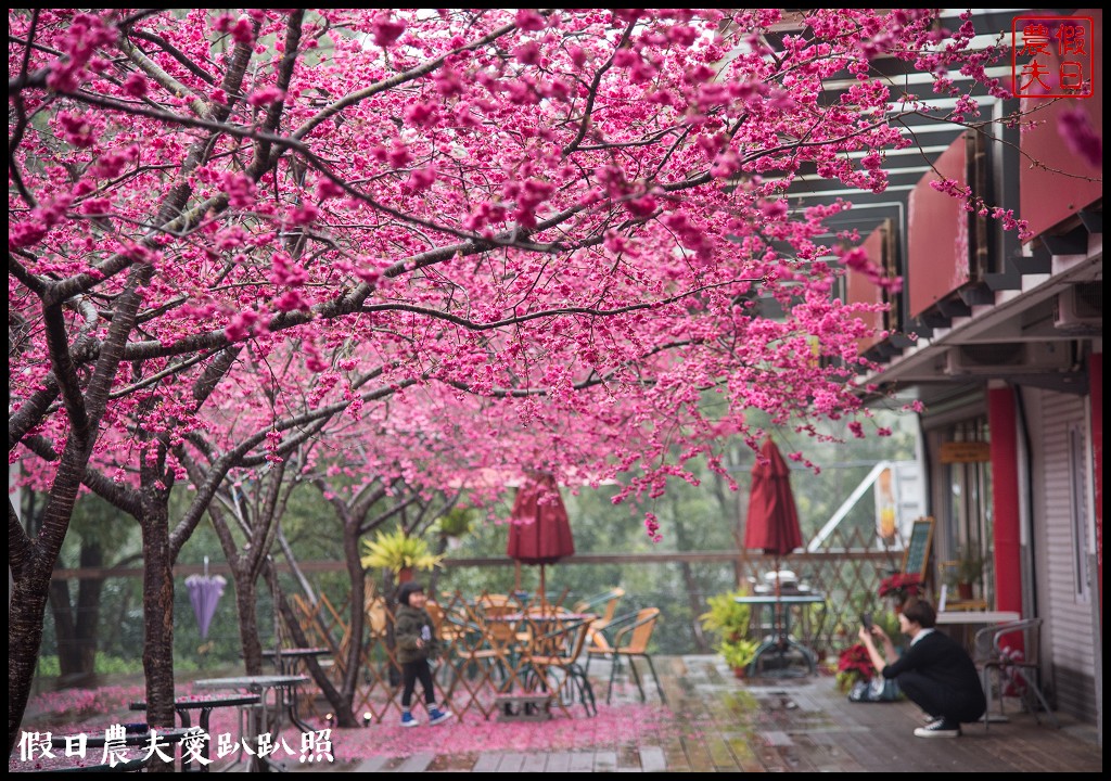 苗栗旅遊|三義櫻花渡假會館．美麗的櫻花盛開中/近三義木雕博物館/賞櫻秘境 @假日農夫愛趴趴照