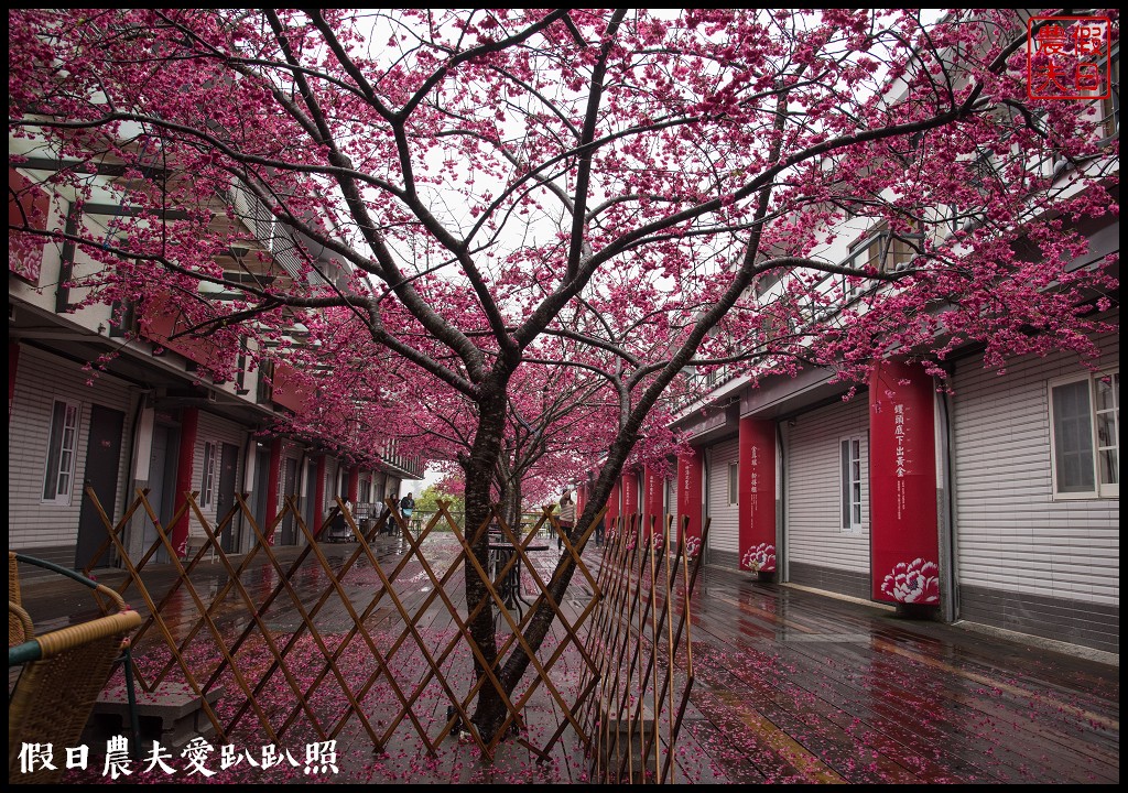 苗栗旅遊|三義櫻花渡假會館．美麗的櫻花盛開中/近三義木雕博物館/賞櫻秘境 @假日農夫愛趴趴照