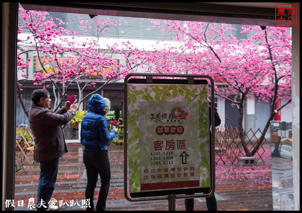 苗栗旅遊|三義櫻花渡假會館．美麗的櫻花盛開中/近三義木雕博物館/賞櫻秘境 @假日農夫愛趴趴照