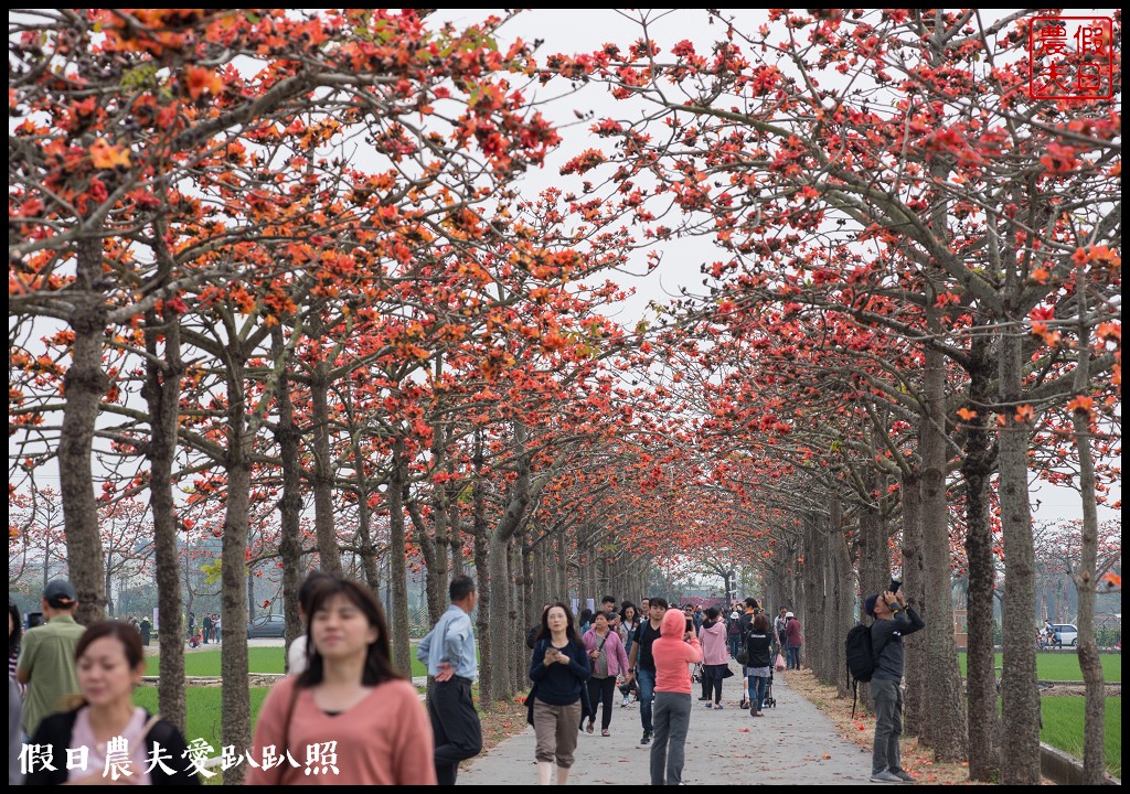 台南景點|白河林初埤木棉花道．木棉花隧道等你來欣賞/滿江紅 @假日農夫愛趴趴照