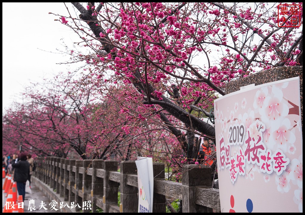 台中景點|后里泰安派出所八重櫻．免出國免門票就能賞夜櫻/落羽松/花樑鋼橋/免費櫻花/一日遊 @假日農夫愛趴趴照