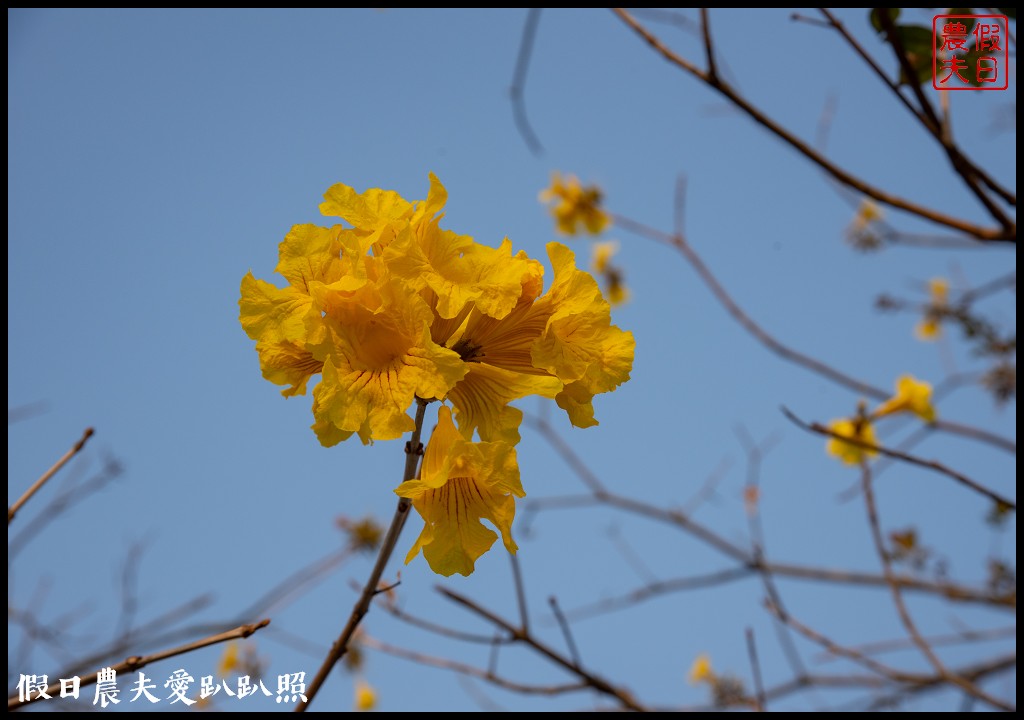 雲林旅遊|古坑休息站幸福花園廣場西洋棋廣場區水舞廣場好好拍/黃花風鈴木 @假日農夫愛趴趴照