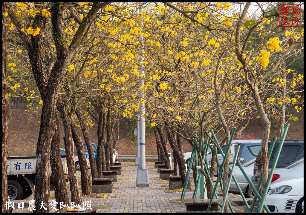 雲林旅遊|古坑休息站幸福花園廣場西洋棋廣場區水舞廣場好好拍/黃花風鈴木 @假日農夫愛趴趴照