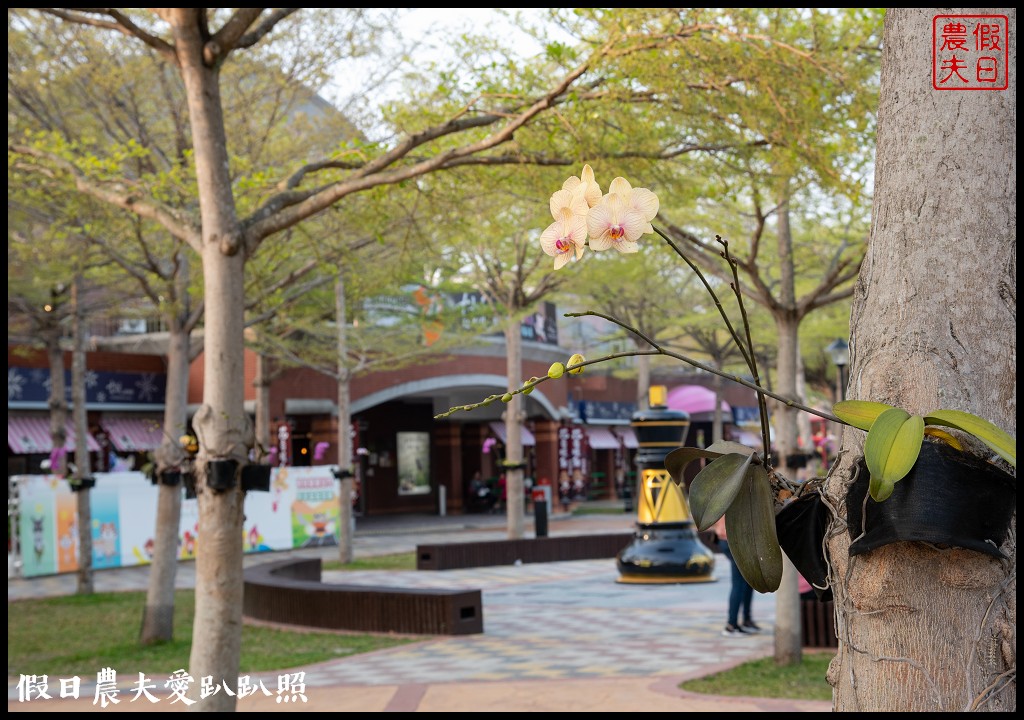 雲林旅遊|古坑休息站幸福花園廣場西洋棋廣場區水舞廣場好好拍/黃花風鈴木 @假日農夫愛趴趴照