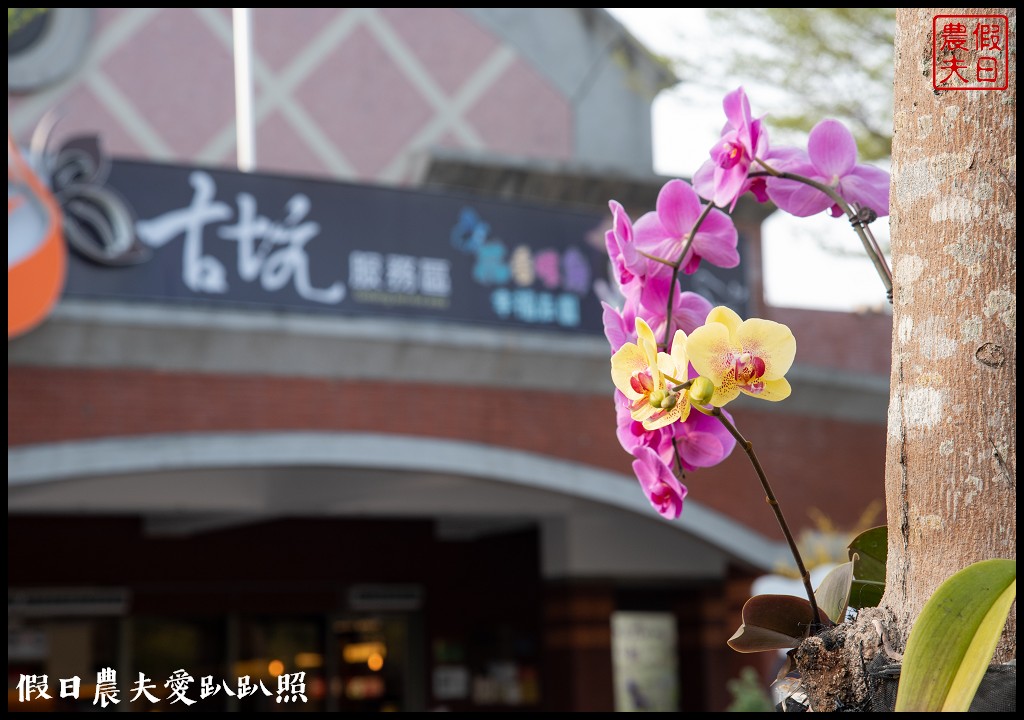 雲林旅遊|古坑休息站幸福花園廣場西洋棋廣場區水舞廣場好好拍/黃花風鈴木 @假日農夫愛趴趴照