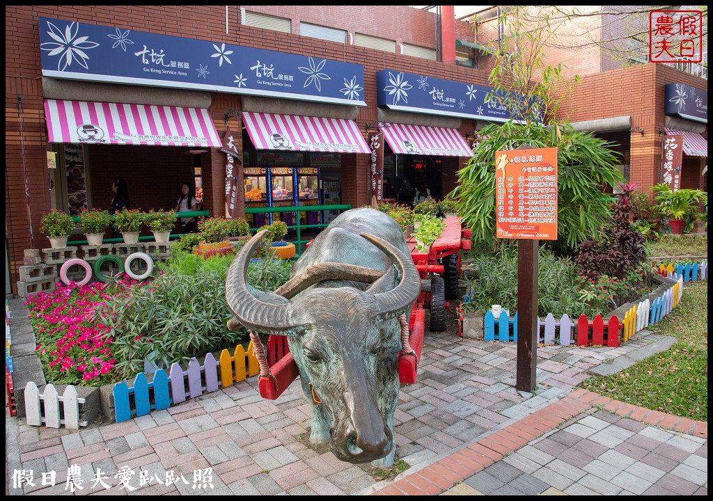 雲林旅遊|古坑休息站幸福花園廣場西洋棋廣場區水舞廣場好好拍/黃花風鈴木 @假日農夫愛趴趴照