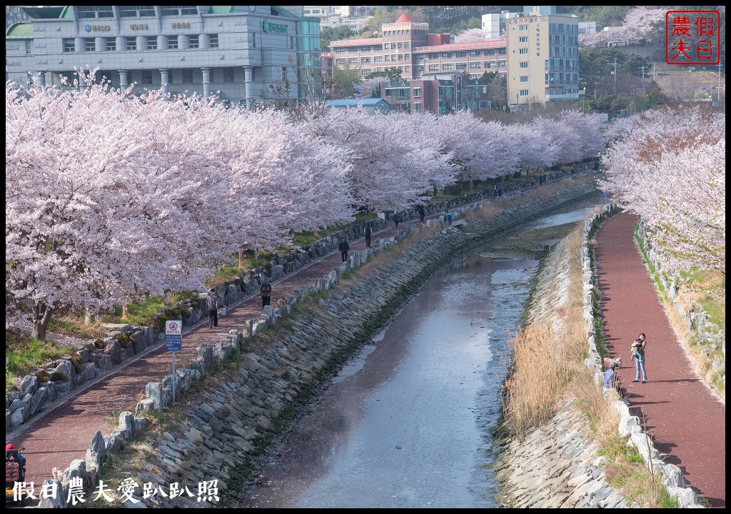 韓國賞櫻自由行|釜山影島東三海水川櫻花路．釜山也有賞櫻秘境/海洋博物館旁 @假日農夫愛趴趴照