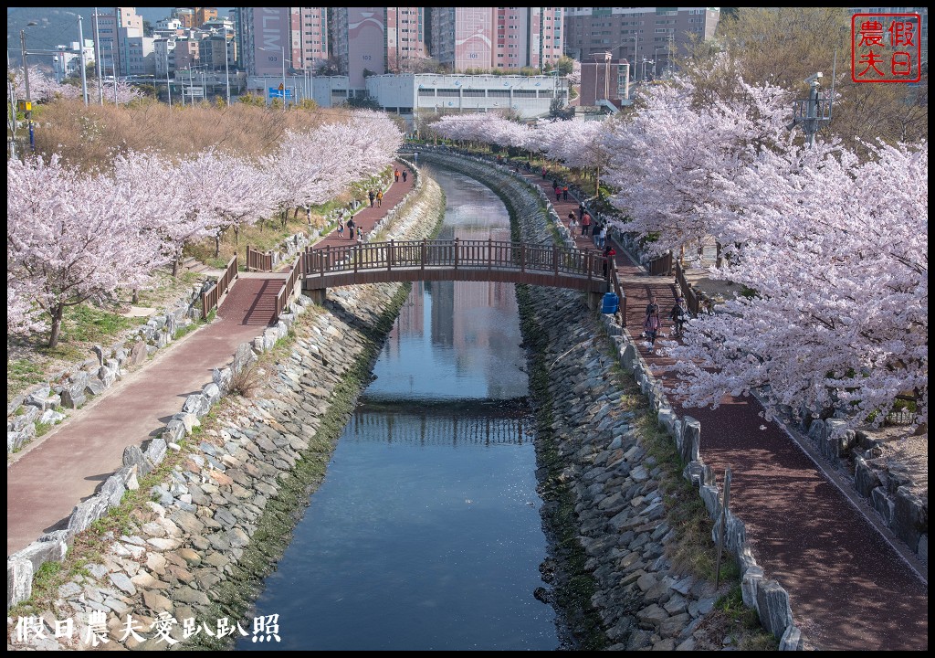 韓國賞櫻自由行|釜山影島東三海水川櫻花路．釜山也有賞櫻秘境/海洋博物館旁 @假日農夫愛趴趴照