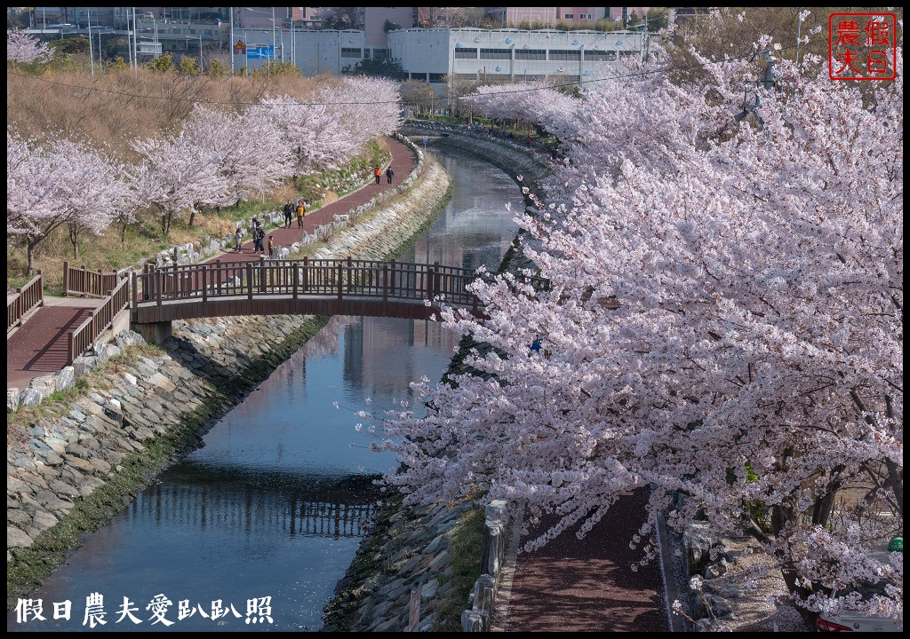 韓國賞櫻自由行|釜山影島東三海水川櫻花路．釜山也有賞櫻秘境/海洋博物館旁 @假日農夫愛趴趴照