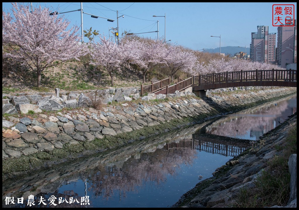 韓國賞櫻自由行|釜山影島東三海水川櫻花路．釜山也有賞櫻秘境/海洋博物館旁 @假日農夫愛趴趴照