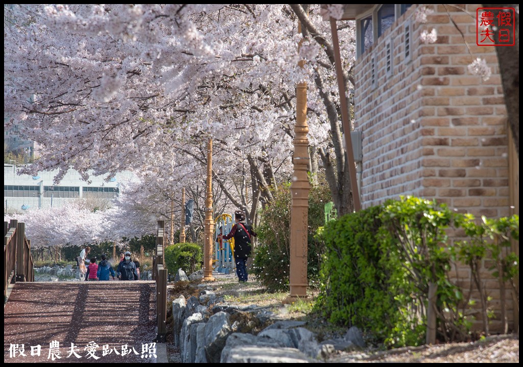 韓國賞櫻自由行|釜山影島東三海水川櫻花路．釜山也有賞櫻秘境/海洋博物館旁 @假日農夫愛趴趴照