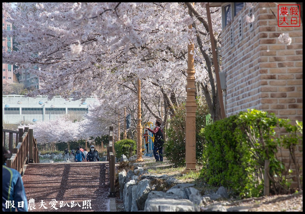 韓國賞櫻自由行|釜山影島東三海水川櫻花路．釜山也有賞櫻秘境/海洋博物館旁 @假日農夫愛趴趴照