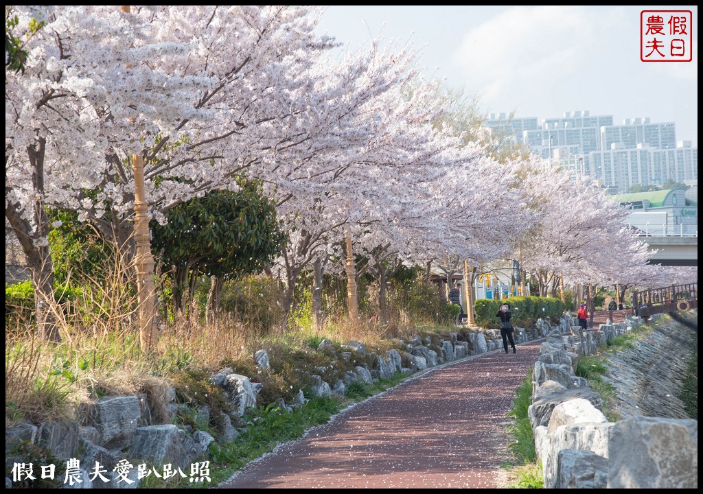 韓國賞櫻自由行|釜山影島東三海水川櫻花路．釜山也有賞櫻秘境/海洋博物館旁 @假日農夫愛趴趴照