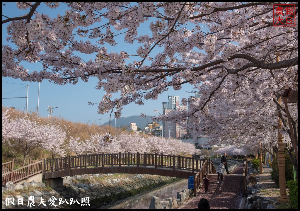 韓國賞櫻自由行|釜山影島東三海水川櫻花路．釜山也有賞櫻秘境/海洋博物館旁 @假日農夫愛趴趴照