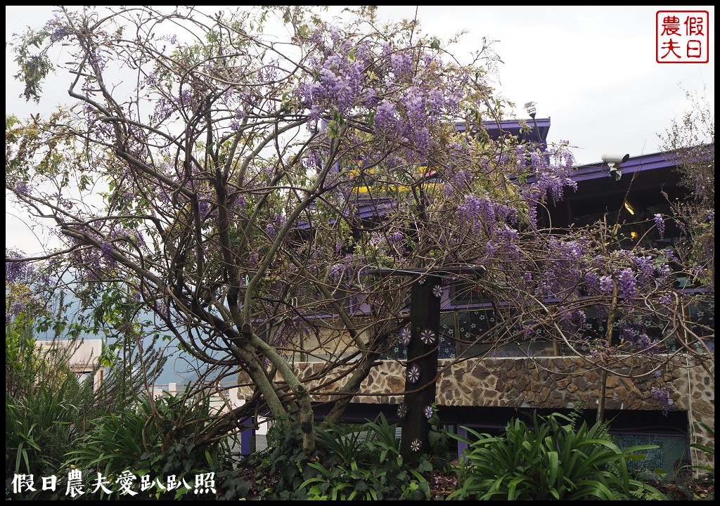 南投旅遊|清境五大賞紫藤花景點．瑪格麗特紫屋餐廳×霞飛音樂城堡×老英格蘭莊園×小瑞士花園×香格里拉空中花園 @假日農夫愛趴趴照