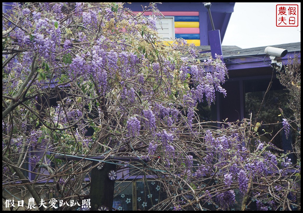 南投旅遊|清境五大賞紫藤花景點．瑪格麗特紫屋餐廳×霞飛音樂城堡×老英格蘭莊園×小瑞士花園×香格里拉空中花園 @假日農夫愛趴趴照