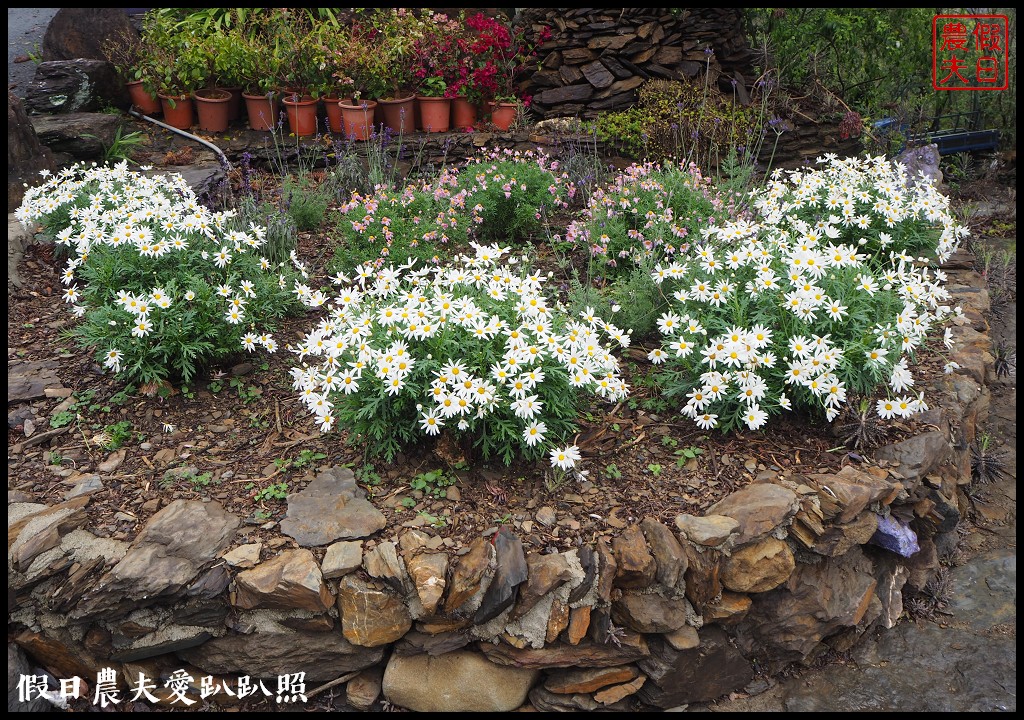 南投旅遊|清境五大賞紫藤花景點．瑪格麗特紫屋餐廳×霞飛音樂城堡×老英格蘭莊園×小瑞士花園×香格里拉空中花園 @假日農夫愛趴趴照