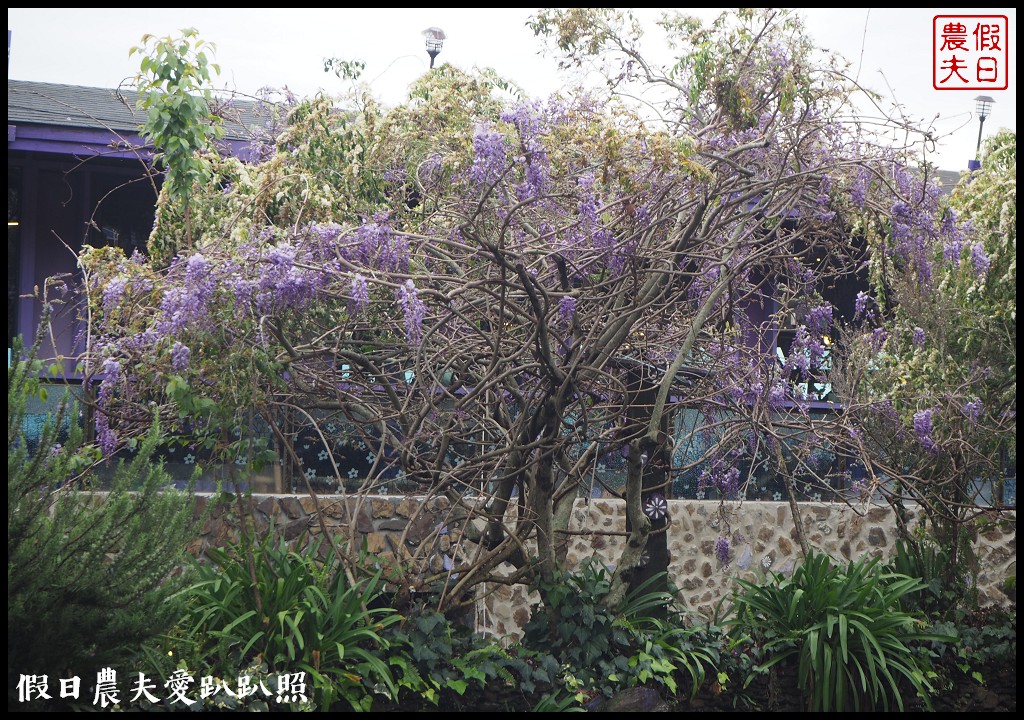 南投旅遊|清境五大賞紫藤花景點．瑪格麗特紫屋餐廳×霞飛音樂城堡×老英格蘭莊園×小瑞士花園×香格里拉空中花園 @假日農夫愛趴趴照