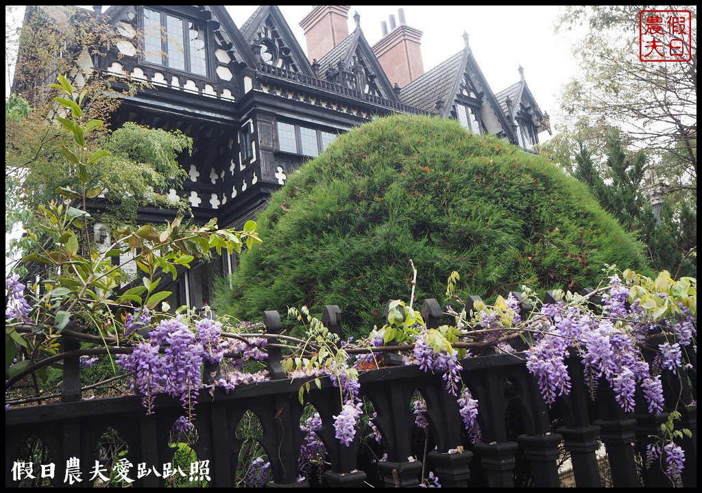 南投旅遊|清境五大賞紫藤花景點．瑪格麗特紫屋餐廳×霞飛音樂城堡×老英格蘭莊園×小瑞士花園×香格里拉空中花園 @假日農夫愛趴趴照