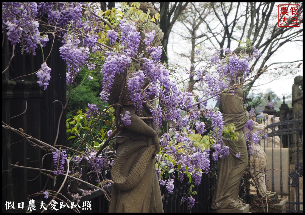 南投旅遊|清境五大賞紫藤花景點．瑪格麗特紫屋餐廳×霞飛音樂城堡×老英格蘭莊園×小瑞士花園×香格里拉空中花園 @假日農夫愛趴趴照