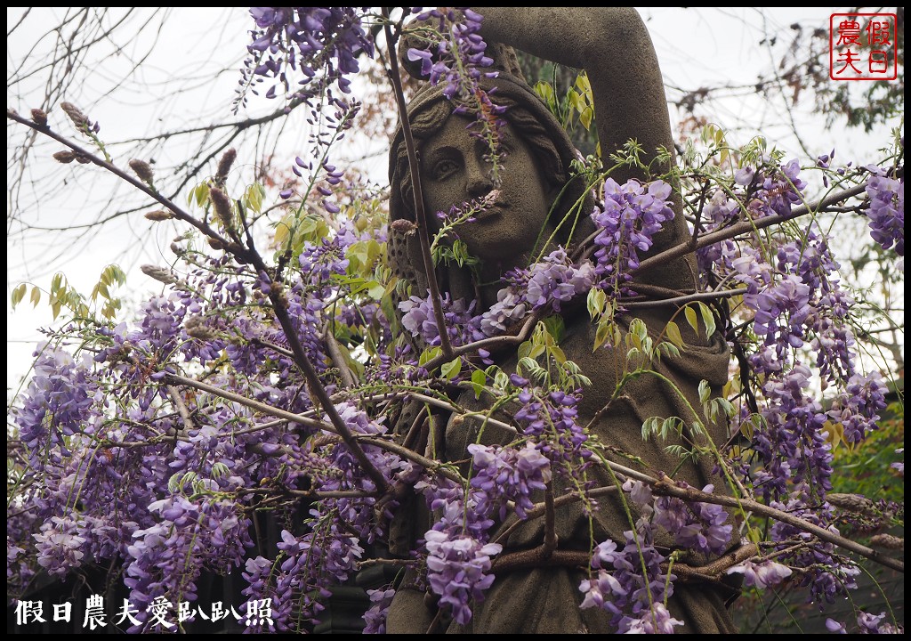 南投旅遊|清境五大賞紫藤花景點．瑪格麗特紫屋餐廳×霞飛音樂城堡×老英格蘭莊園×小瑞士花園×香格里拉空中花園 @假日農夫愛趴趴照