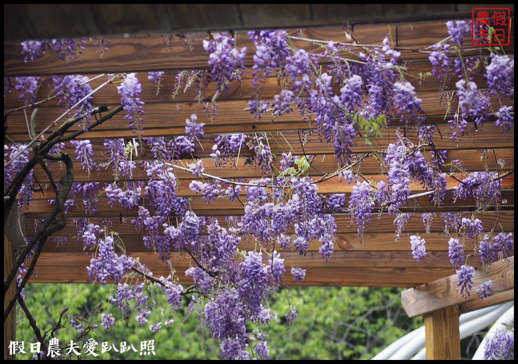 南投旅遊|清境五大賞紫藤花景點．瑪格麗特紫屋餐廳×霞飛音樂城堡×老英格蘭莊園×小瑞士花園×香格里拉空中花園 @假日農夫愛趴趴照