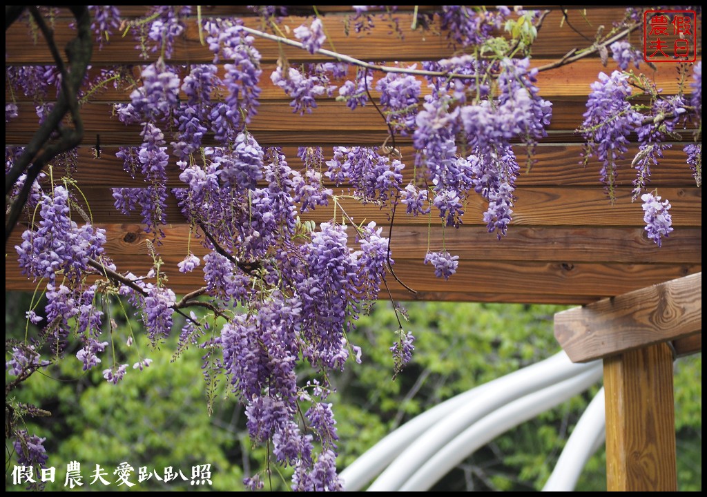 南投旅遊|清境五大賞紫藤花景點．瑪格麗特紫屋餐廳×霞飛音樂城堡×老英格蘭莊園×小瑞士花園×香格里拉空中花園 @假日農夫愛趴趴照