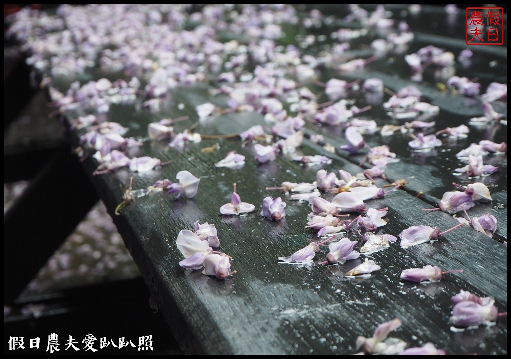 南投旅遊|清境五大賞紫藤花景點．瑪格麗特紫屋餐廳×霞飛音樂城堡×老英格蘭莊園×小瑞士花園×香格里拉空中花園 @假日農夫愛趴趴照