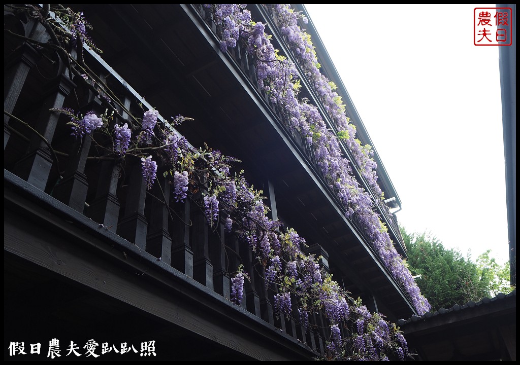 南投旅遊|清境五大賞紫藤花景點．瑪格麗特紫屋餐廳×霞飛音樂城堡×老英格蘭莊園×小瑞士花園×香格里拉空中花園 @假日農夫愛趴趴照