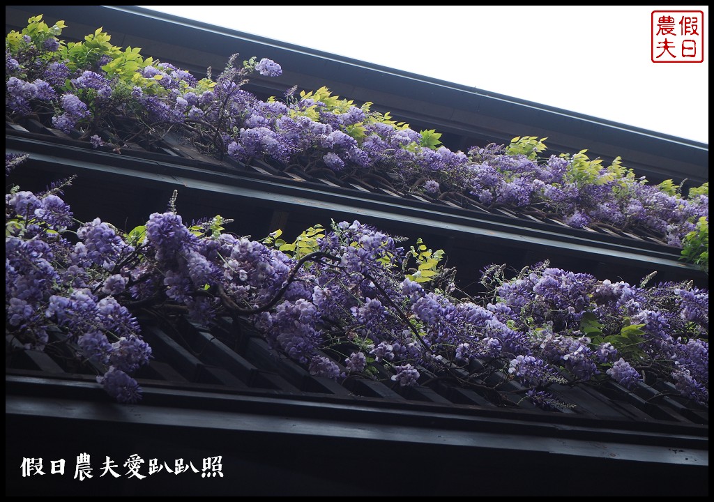 南投旅遊|清境五大賞紫藤花景點．瑪格麗特紫屋餐廳×霞飛音樂城堡×老英格蘭莊園×小瑞士花園×香格里拉空中花園 @假日農夫愛趴趴照