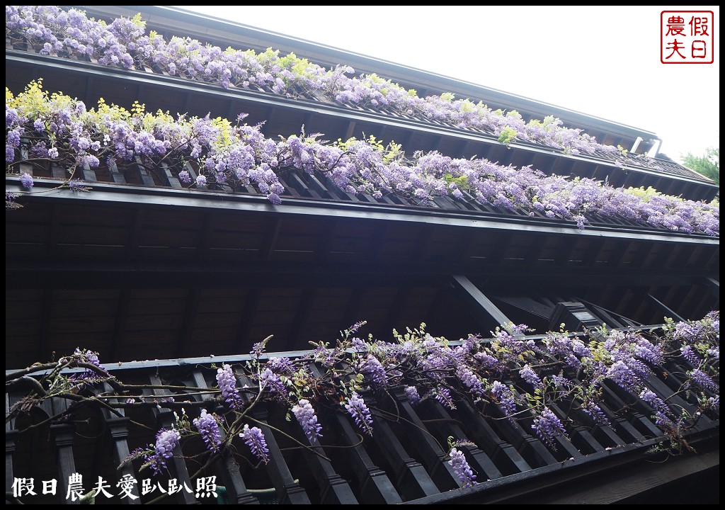 南投旅遊|清境五大賞紫藤花景點．瑪格麗特紫屋餐廳×霞飛音樂城堡×老英格蘭莊園×小瑞士花園×香格里拉空中花園 @假日農夫愛趴趴照