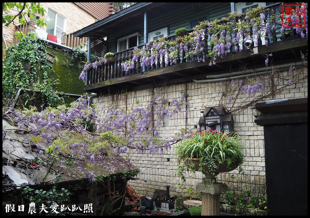 南投旅遊|清境五大賞紫藤花景點．瑪格麗特紫屋餐廳×霞飛音樂城堡×老英格蘭莊園×小瑞士花園×香格里拉空中花園 @假日農夫愛趴趴照