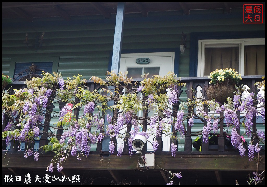 南投旅遊|清境五大賞紫藤花景點．瑪格麗特紫屋餐廳×霞飛音樂城堡×老英格蘭莊園×小瑞士花園×香格里拉空中花園 @假日農夫愛趴趴照