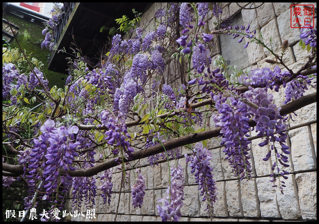 南投旅遊|清境五大賞紫藤花景點．瑪格麗特紫屋餐廳×霞飛音樂城堡×老英格蘭莊園×小瑞士花園×香格里拉空中花園 @假日農夫愛趴趴照